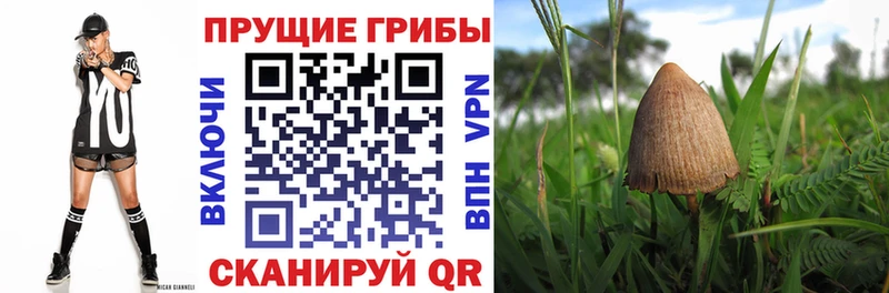 кракен tor  Ноябрьск  Псилоцибиновые грибы Cubensis 